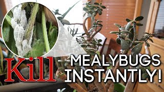 How to Kill Mealybugs INSTANTLY ☠️ Easy DIY Solution [upl. by Bertrand530]