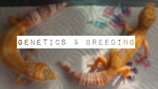 Basic Guide To Leopard Gecko Genetics amp Breeding [upl. by Anek]