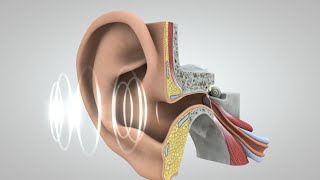 El viaje del sonido al cerebro [upl. by Annayrb]