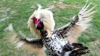 Rooster Attack in Super Slow Motion [upl. by Hilly819]