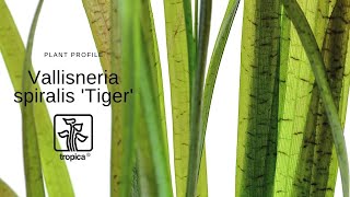 Vallisneria spiralis Tiger [upl. by Godfry97]