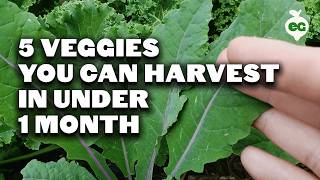 5 Fast Growing Veggies You Can Harvest in Under 1 Month [upl. by Powell296]