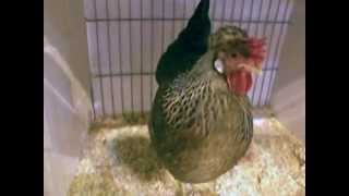 Legbar Huhn Cream Legbar Chicken National Poultry Show UK [upl. by Atiras707]