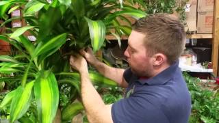 dracaena trimming 101 [upl. by Josh]