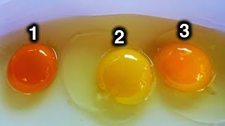 Which Egg Do You Think Came From Healthy Chicken [upl. by Ala]