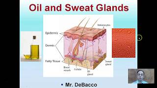 Oil and Sweat Glands [upl. by Rosena]