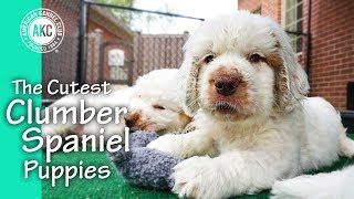 The Cutest Clumber Spaniel Puppies [upl. by Amar943]