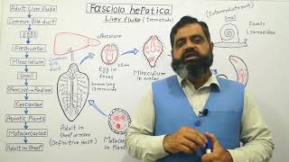 Class Trematoda English medium profmasoodfuzail Life cycle of Liver Fluke  Fasciola hepatica [upl. by Arianna]