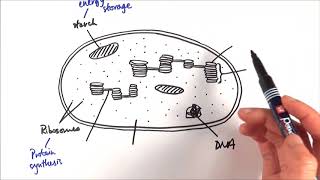 A2 Biology  Chloroplast structure OCR A Chapter 173 [upl. by Arted529]