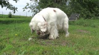 Clumber Spaniels [upl. by Droc]