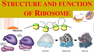 Ribosomes  Ribosome structure  functions of Ribosomes [upl. by Azaleah]