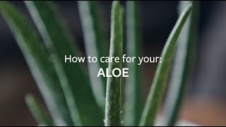 How to care for your Aloe  Grow at Home  RHS [upl. by Ahsats]