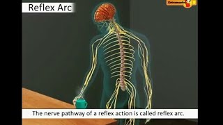 Biology  Reflex action amp Reflex arc  Learn through animated videos [upl. by Chelsey904]