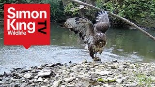 Buzzard Attacks Pigeons  Awesome [upl. by Nakeber]