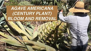 Agave americana Century Plant Bloom and Removal [upl. by Ahsiena]