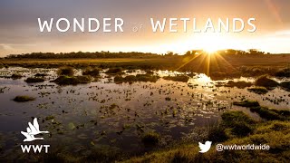 What are wetlands  WWT [upl. by Esylle476]