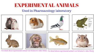 Common Animals Used in Pharmacology and Medical Experiments  Experimental Animals In Pharmacology [upl. by Isabel]