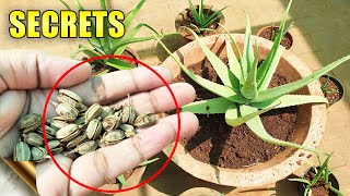 ALOE VERA PLANTS SECRETS CARE TIPS Do’s amp Don’ts  Automatic Propagation [upl. by Tacita844]