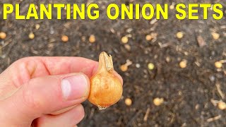 Planting Onion Bulbs A Complete Guide From Start To Finish [upl. by Arotahs]