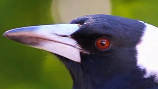 AN AUSTRALIAN MAGPIES CALL [upl. by Dom906]