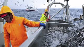 Capelin fishing in Norway [upl. by Caesar]