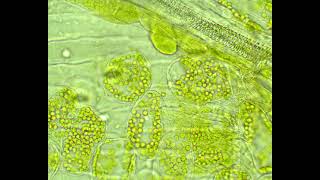 La photosynthèse  stomates chloroplastes et vaisseaux [upl. by Lesko]