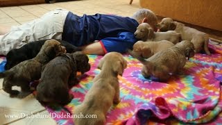 The CUTEST Mini Dachshund puppy video EVER [upl. by Llenel693]