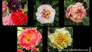 How to Grow Peonies [upl. by Arrik]