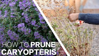 How To Prune Beyond Midnight Caryopteris [upl. by Hasseman944]