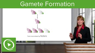 Gamete Formation Segregation amp Meiosis – Genetics  Lecturio [upl. by Jamison]