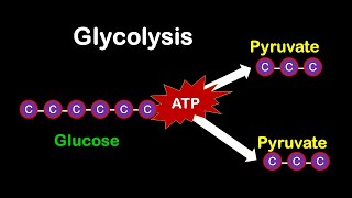 Glycolysis MADE EASY [upl. by Ymrots]