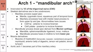 Pharyngeal arches and their derivatives [upl. by Aihpled177]