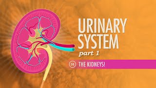 Urinary System Part 1 Crash Course Anatomy amp Physiology 38 [upl. by Chansoo244]