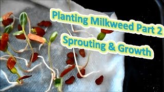 Planting Milkweed Part 2  Sprouting amp Growth Help The Monarch Butterfly [upl. by Suhploda]