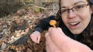 How to ID deadly Galerina mushrooms [upl. by Intisar]