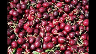 Cherries 101  Selecting Storing and Preparing Cherries [upl. by Subir]