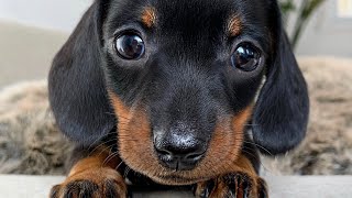 Playful dachshund puppies [upl. by Heater]