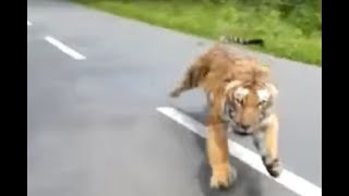 Motorcyclists flee from tiger chasing them in wildlife sanctuary in Kerala India I ABC7 [upl. by Pilloff]