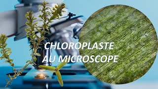 Chloroplastes comment observer au microscope [upl. by Dympha]