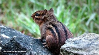 Chipmunk Calling quotChip Chip Chipquot [upl. by Ennoira]