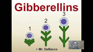 Gibberellins [upl. by Akim]