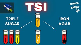 TSI  Triple Sugar Iron Agar Test  Microbiology Lab [upl. by Aivin812]