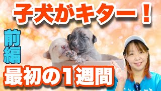 子犬を迎えて1週間 やっちゃダメな事 大事なことは○○だった【ドッグトレーナ解説】前編 【子犬の育て方11】 [upl. by Eigriv991]