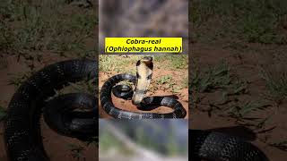 Cobrareal Ophiophagus hannah [upl. by Alahs420]