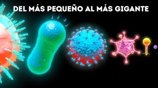 Microbios del más pequeño al más grande [upl. by Swanson295]