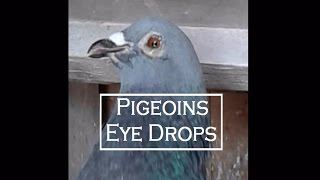 How to treat eye infection in pigeons  Optachlor  chloramphenicol  best eye drops for kabooter [upl. by Silin]