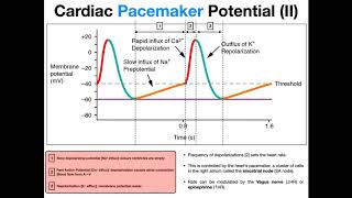 The Pacemaker Potential EXPLAINED [upl. by Nodaj]