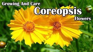 How To Grow and Care For Coreopsis Flowers [upl. by Erihppas]