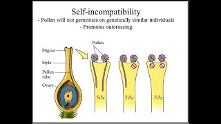 SELF INCOMPATIBILITY IN NICOTIANA PLANT [upl. by Lorrie39]