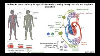 Lecture 1d Lymphoid Organs and Lymphatics [upl. by Eisoj813]